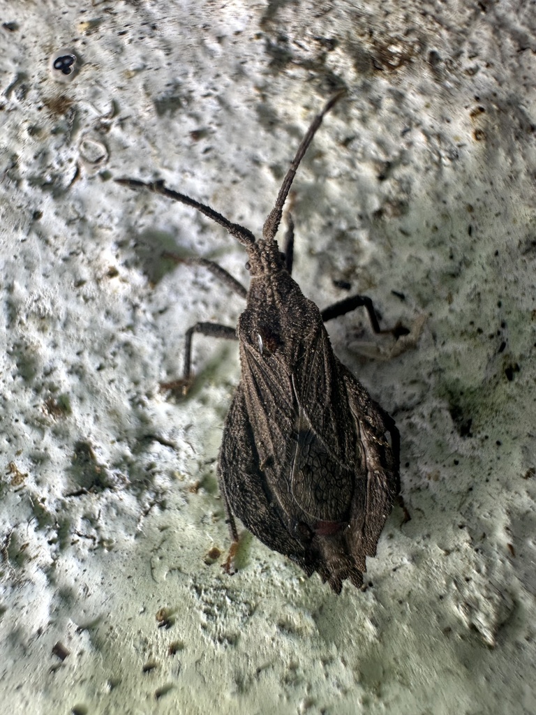 Choerommatus argillaceus