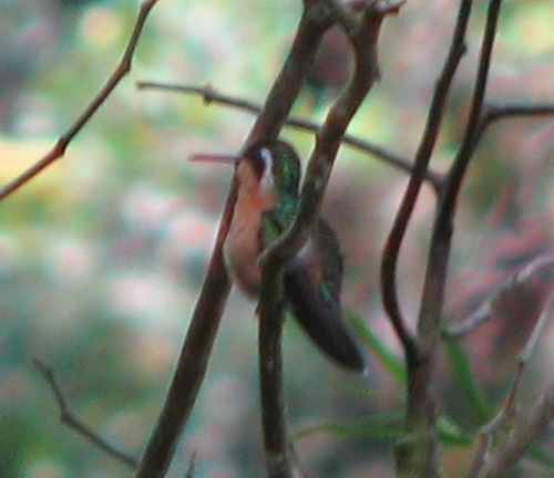 Lampornis castaneoventris