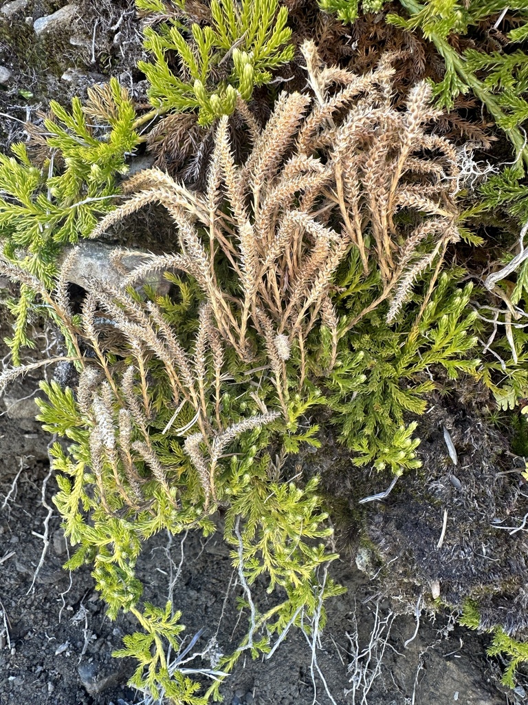 Diphasiastrum veitchii from 合歡山國家森林公園, 秀林鄉, HUA, TW on March 18, 2024