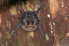 Greater Sac-Winged Bat photo 2