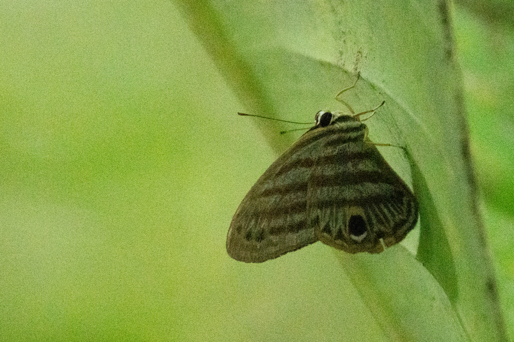 Euselasia cyanira