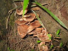 Fungi