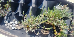 Sedum griseum