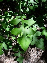 Lactuca floridana