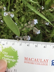 Myosotis stricta