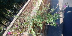 Sedum griseum