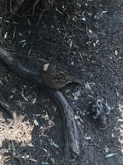Passer domesticus