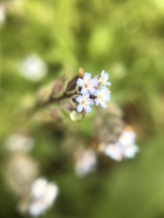 Myosotis stricta