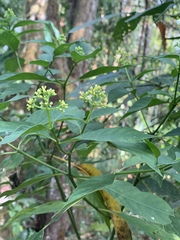 Palicourea pubescens