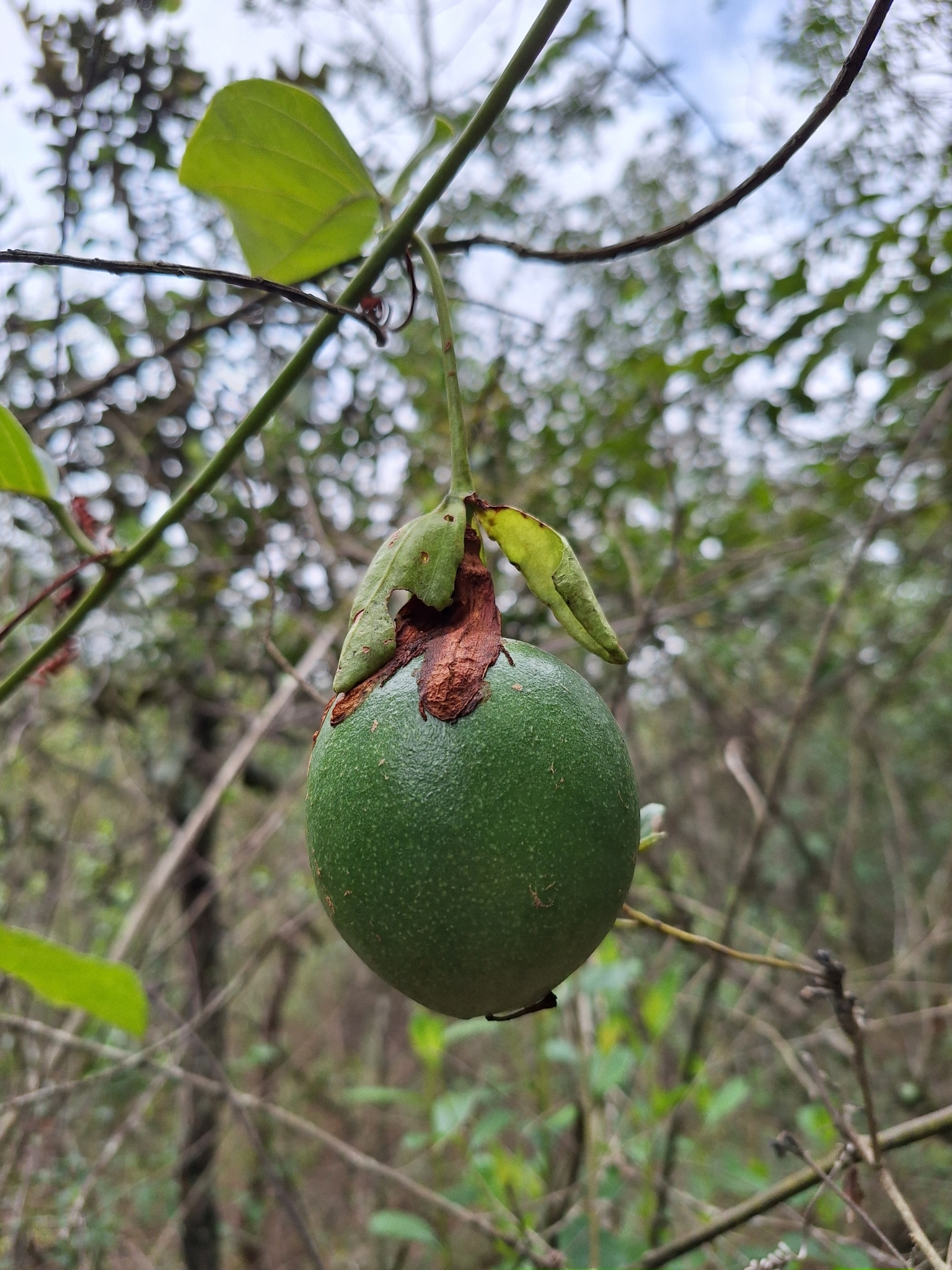 Imagem de Maracujá-do-mato