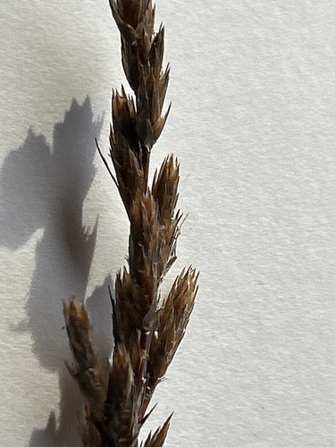 Thamnochortus pluristachyus, photograph 4