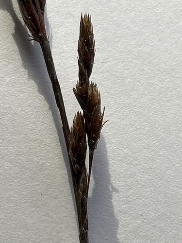 Thamnochortus pluristachyus, photograph 5