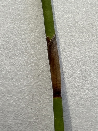 Thamnochortus pluristachyus, photograph 6