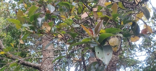 Image of Gordonia obtusa by (c) T R Shankar Raman, some rights reserved (CC BY)