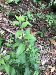 Aureolaria virginica