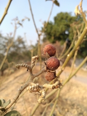 Solanum erianthum