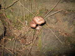 Fungi