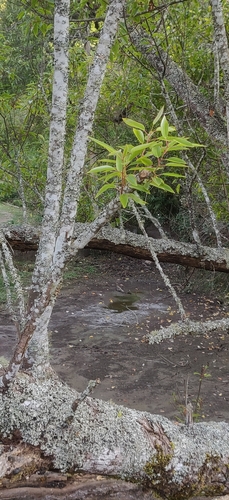 Image of Salix tetrasperma by (c) T R Shankar Raman, some rights reserved (CC BY)