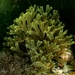Y-branched Algae - Photo (c) Gonzalo Bravo, some rights reserved (CC BY-NC), uploaded by Gonzalo Bravo