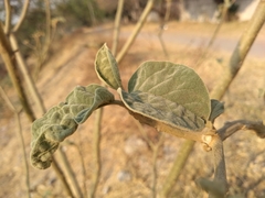 Solanum erianthum