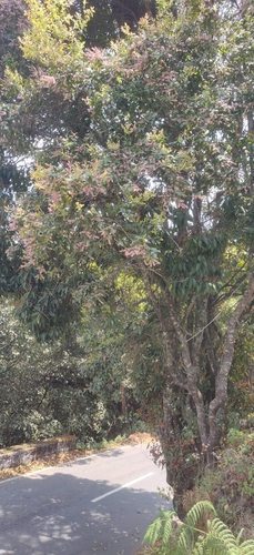 Image of Vaccinium symplocifolium by (c) T R Shankar Raman, some rights reserved (CC BY)