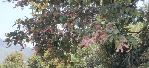 Image of Vaccinium symplocifolium by (c) T R Shankar Raman, some rights reserved (CC BY)