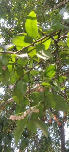 Image of Vaccinium symplocifolium by (c) T R Shankar Raman, some rights reserved (CC BY)