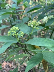 Palicourea pubescens