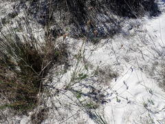 Thamnochortus punctatus