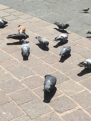 Columba livia domestica