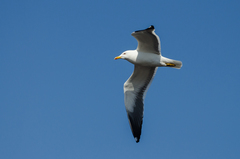 Larus fuscus fuscus