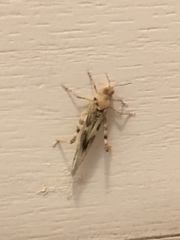 Trimerotropis pallidipennis