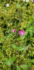 Oenothera rosea