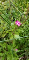 Oenothera rosea
