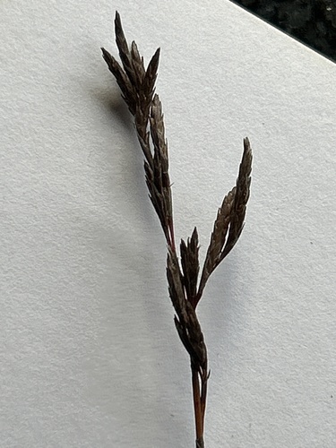 Thamnochortus pluristachyus, photograph 1