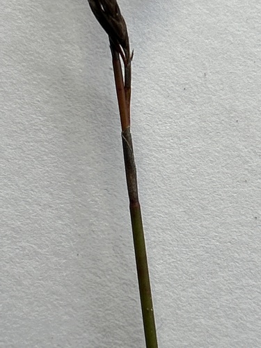 Thamnochortus pluristachyus, photograph 2