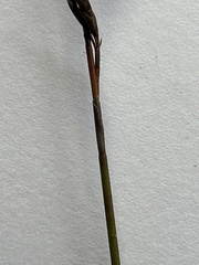 Thamnochortus pluristachyus, photograph (c) Christina, some rights reserved (CC BY)