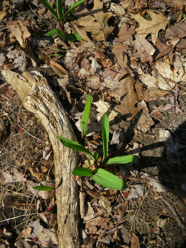 wild leek from Niquette Bay State Park, Colchester, VT 05446, USA on ...