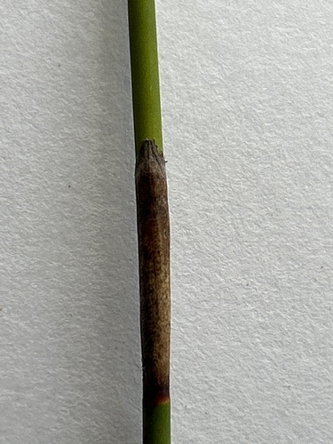 Thamnochortus pluristachyus, photograph 3