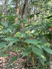 Palicourea pubescens