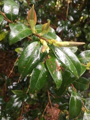Camellia japonica