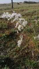 Melinis repens repens