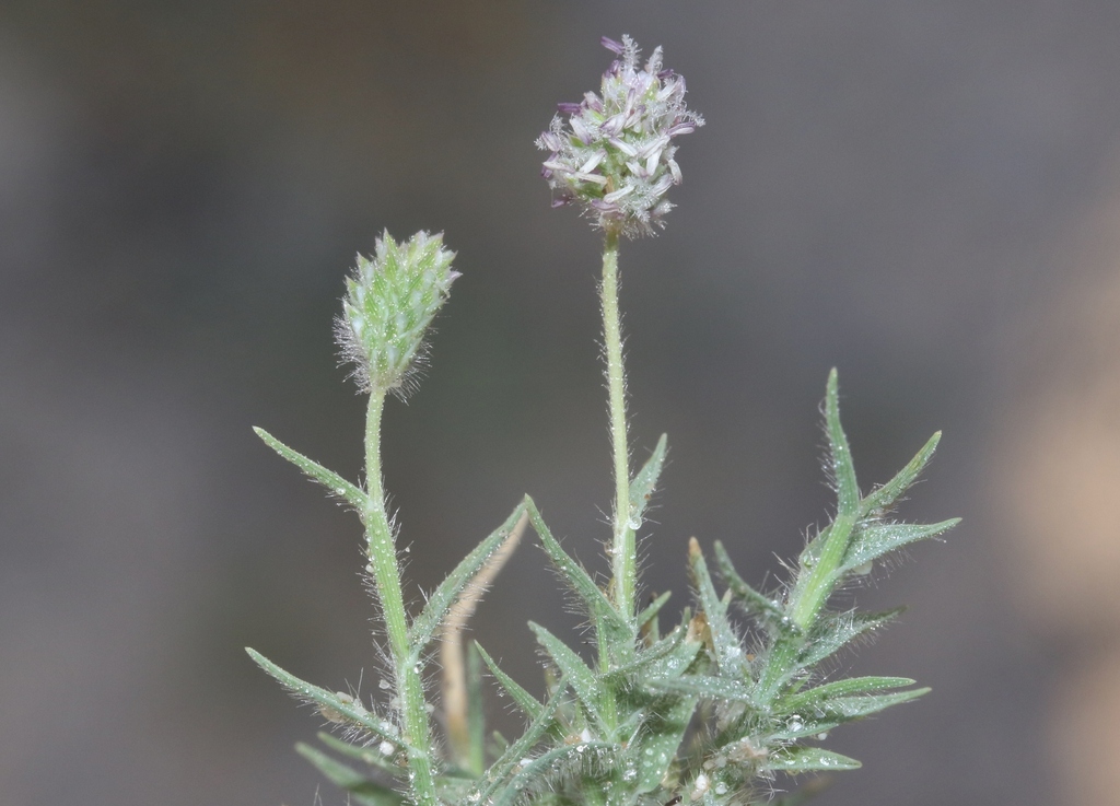 rabbit foot aeluropus