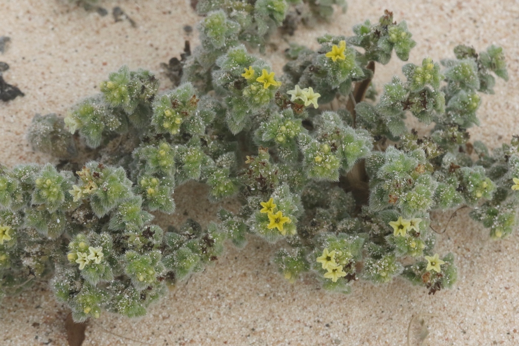 Heliotropes from Hadibu, Yemen on February 4, 2024 at 09:31 AM by James ...