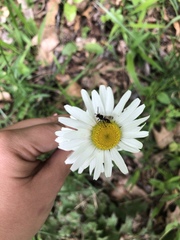 Trichiotinus piger