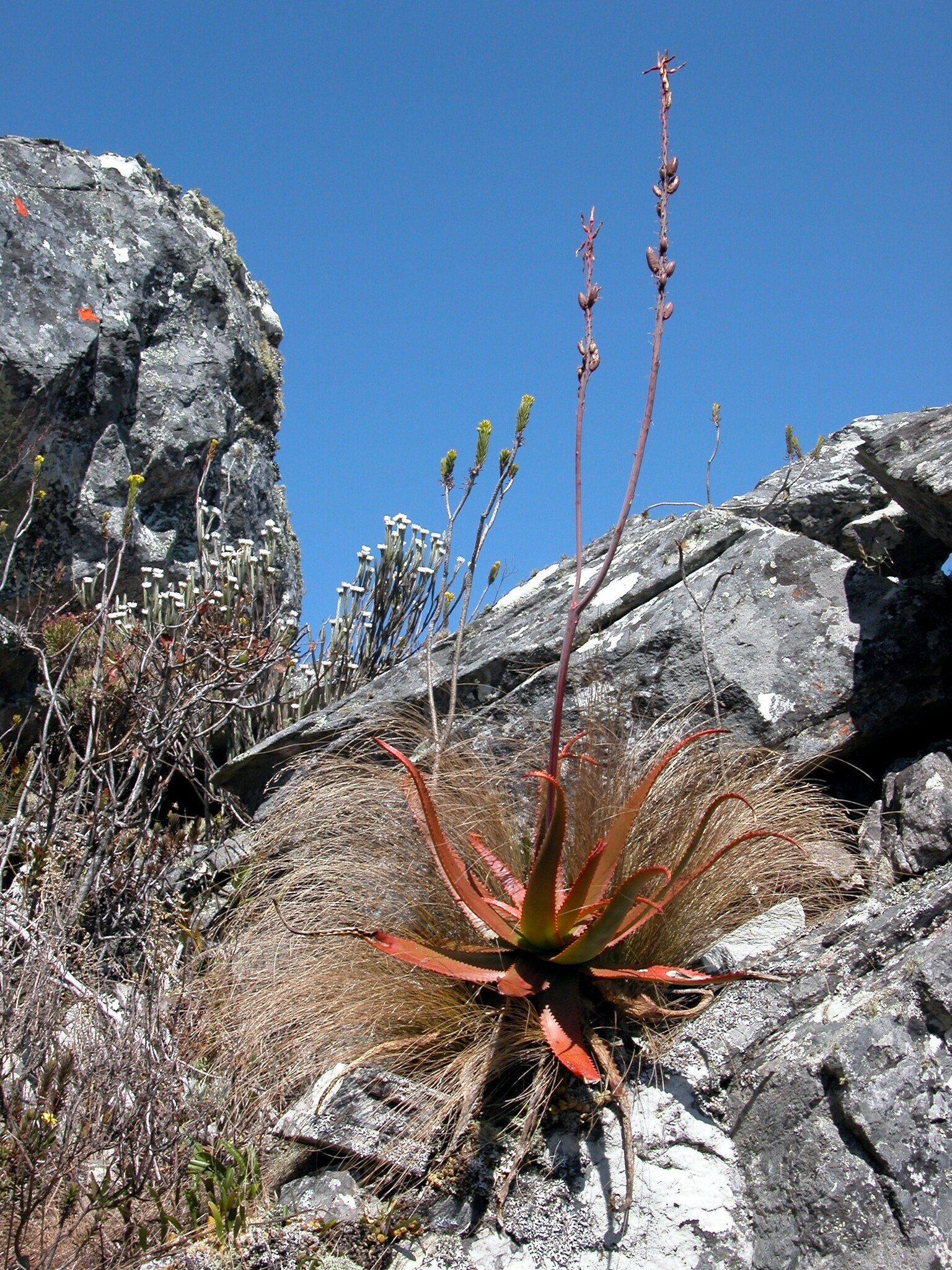 Aloe silicicola