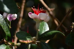 Feijoa sellowiana