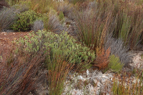 Image of Heterolepis aliena by (c) Tony Rebelo, some rights reserved (CC BY-SA)