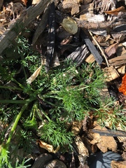 Scandix pecten-veneris