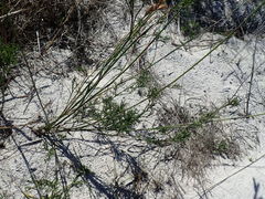 Thamnochortus punctatus